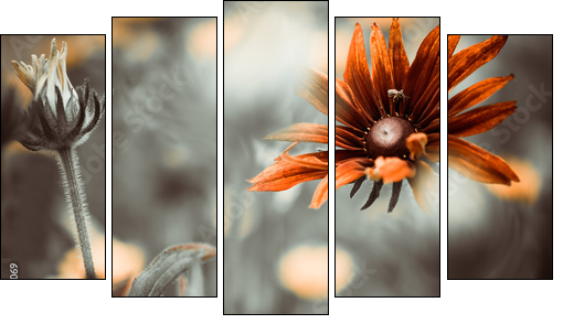 colorful flower - Five-piece canvas print, Pentaptych