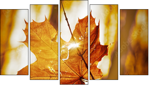 dry autumn leaf - Five-piece canvas print, Pentaptych