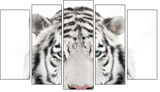 Isolated white tiger - Five-piece canvas print, Pentaptych