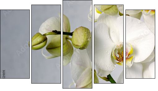 white orchids - Five-piece canvas print, Pentaptych