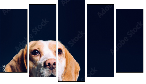 Portrait of a dog. Beagle. studio shot on dark background - Five-piece canvas print, Pentaptych