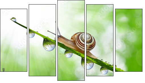 Snail on dewy grass close up - Five-piece canvas print, Pentaptych