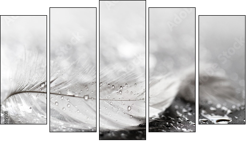 White feather with water drops - Five-piece canvas print, Pentaptych
