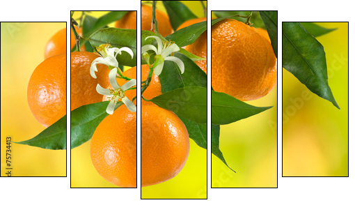 ripe tangerine on a yellow background - Five-piece canvas print, Pentaptych