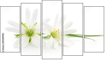 White flowers - Five-piece canvas print, Pentaptych
