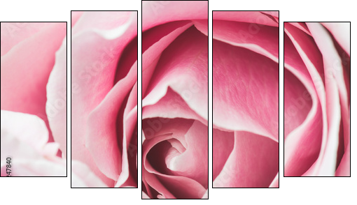 Pink Rose Flower with shallow depth of field and focus the centre of rose flower  - Five-piece canvas print, Pentaptych