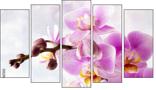 Beautiful pink orchid on a gray background. - Five-piece canvas print, Pentaptych