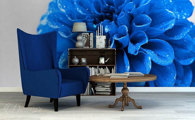 Dahlia-in-blue-flower-wallpapers-demur